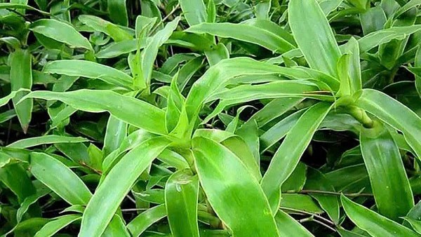 Cây lược vàng - Vị thuốc dân gian hỗ trợ điều trị tiểu đường