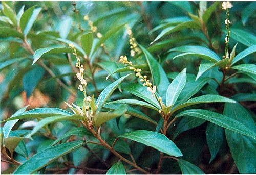 Cây khổ sâm chữa những bệnh gì?