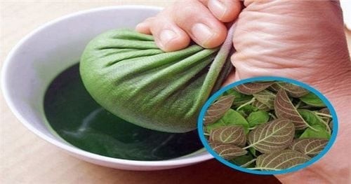 Những tác dụng lá mơ lông đối với sức khỏe Những tác dụng lá mơ lông đối với sức khỏe