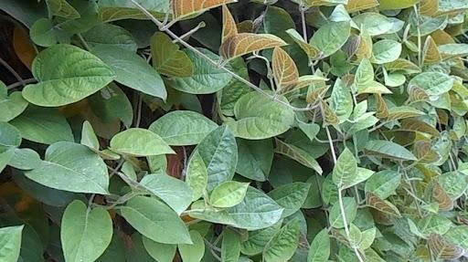 Những tác dụng lá mơ lông đối với sức khỏe Những tác dụng lá mơ lông đối với sức khỏe