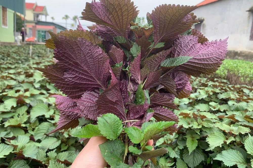 Vị thuốc từ lá tía tô – Dược liệu quý trong vườn nhà