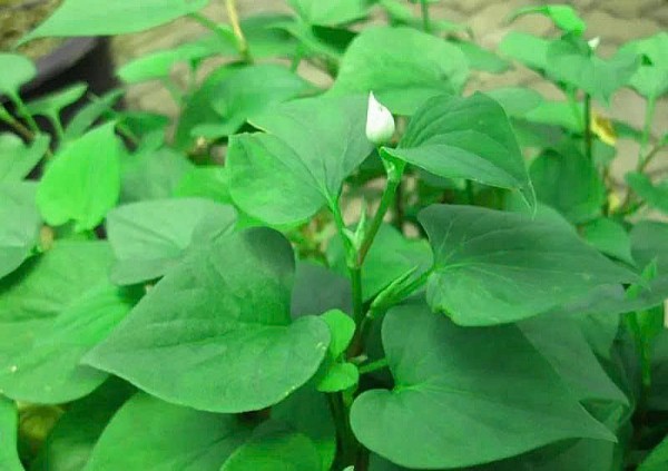 Lá diếp cá – Cây thuốc nam trị ho hiệu quả, an toàn từ thiên nhiên