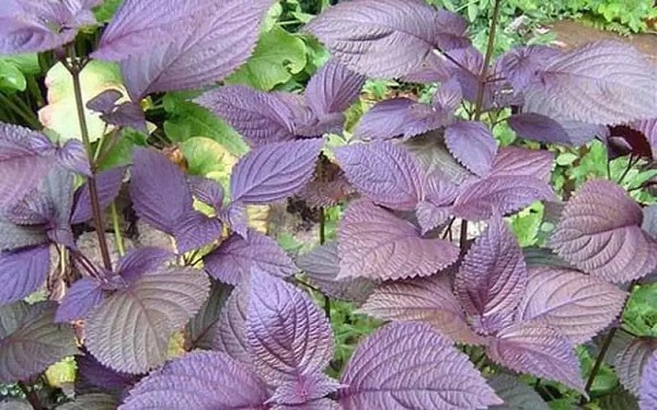 Uống nước lá tía tô: Lợi ích và những điều cần lưu ý