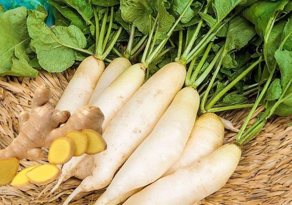 Cải củ – Cây thuốc nam trị ho hiệu quả và an toàn