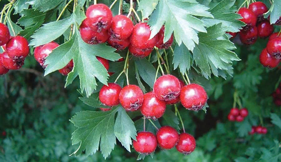 Sơn tra (Crataegus pinnatifida) – cây thuốc chữa thiếu máu cơ tim
