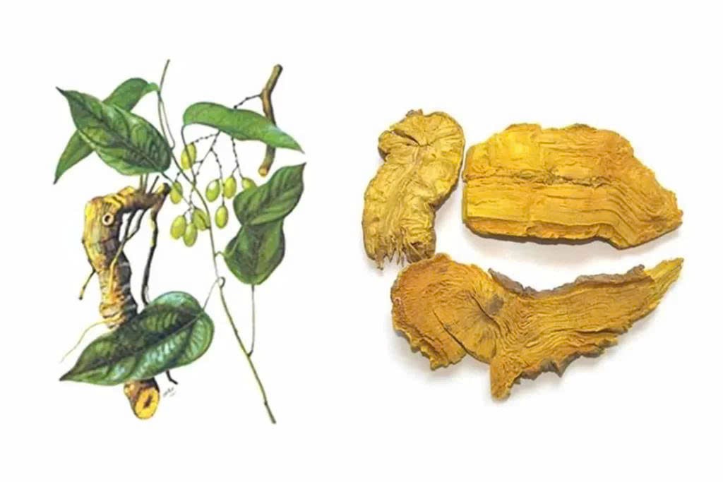 TOP 6 cây thuốc nam trị thiếu máu cơ tim hiệu quả tốt nhất