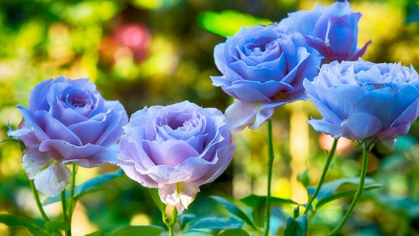 Dự báo thời tiết ngày 12/8/2025: Nắng nóng, cục bộ có nơi mưa to