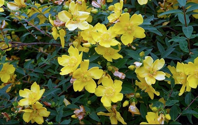 Bài thuốc từ cây nọc sởi