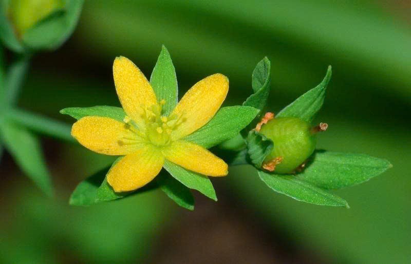 Bài thuốc từ cây nọc sởi