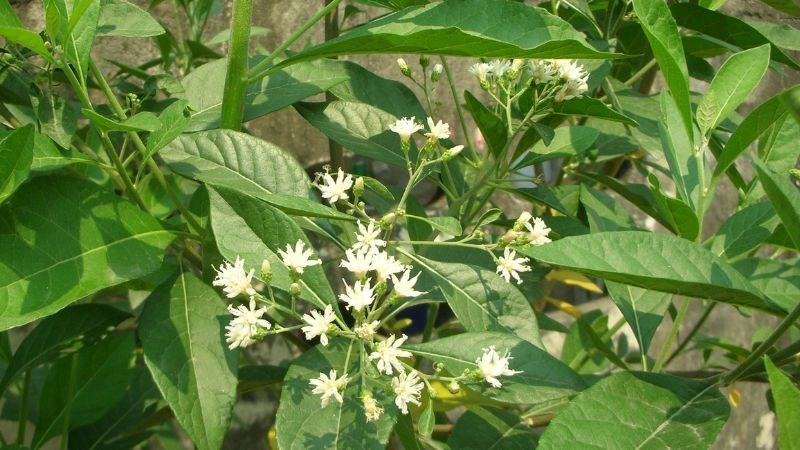 Lưu ý khi sử dụng cây mật gấu