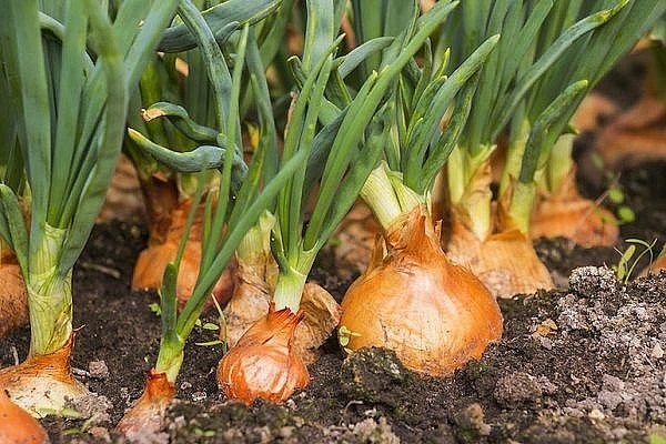 Một số bài thuốc dân gian từ hành tây