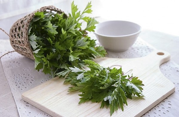 Ngải cứu – Thảo dược quen thuộc và những điều cần biết