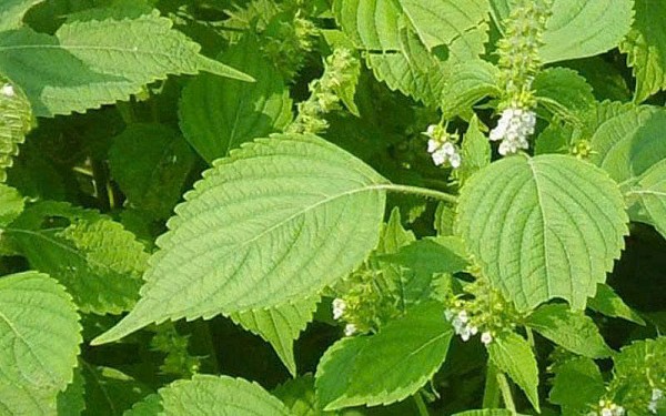 15 bài thuốc chữa bệnh từ rau kinh giới