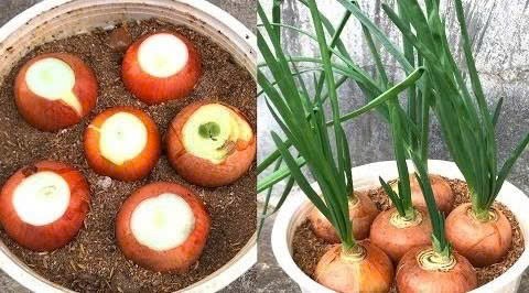 Một số bài thuốc dân gian từ hành tây Một số bài thuốc dân gian từ hành tây