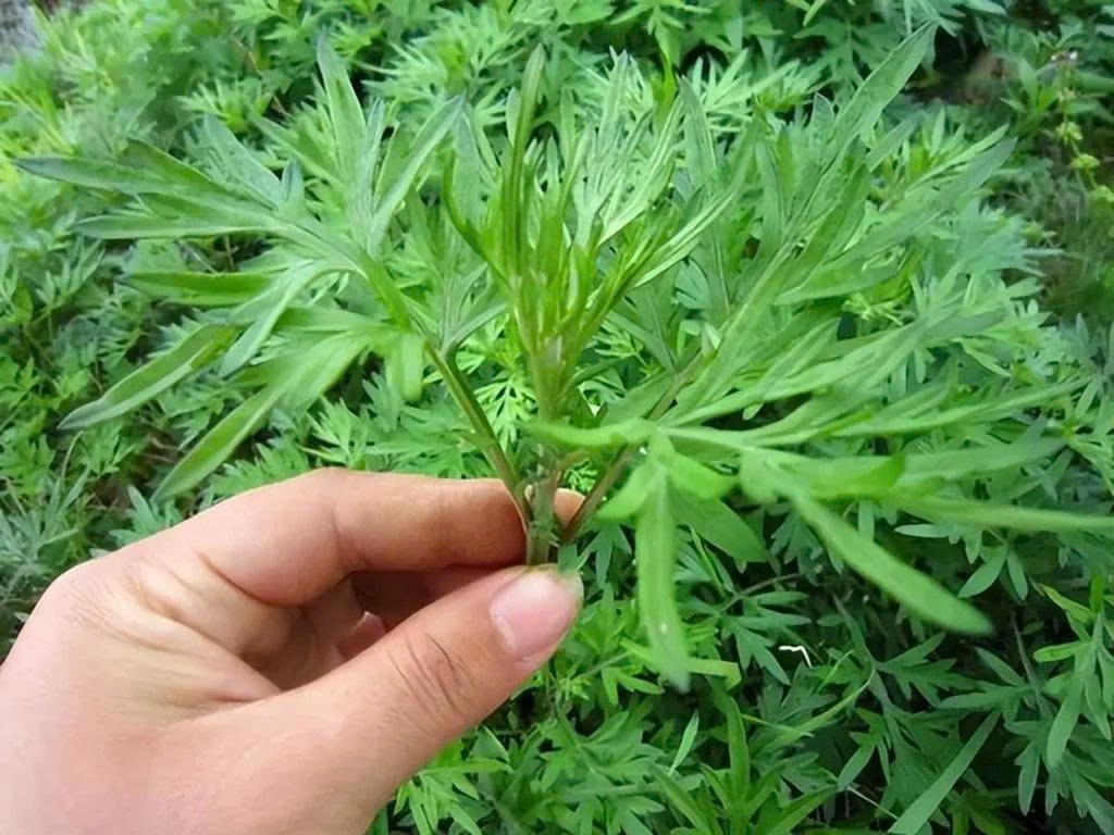 Ngải cứu – Thảo dược quen thuộc và những điều cần biết