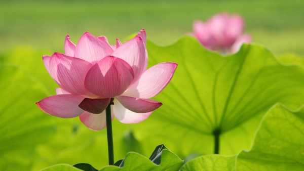 Dự báo thời tiết ngày 13/8/2025: Bắc Bộ nắng nóng