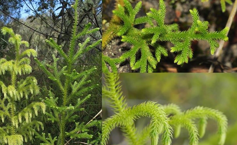 Cây thông đất: Dược liệu cổ truyền hỗ trợ cải thiện chứng sa sút trí tuệ