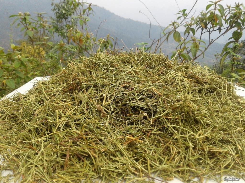 Cây thông đất: Dược liệu cổ truyền giúp cải thiện chứng sa sút trí tuệ Cây thông đất: Dược liệu cổ truyền giúp cải thiện chứng sa sút trí tuệ