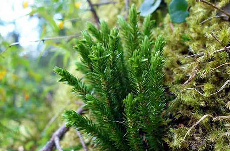 Cây thông đất: Dược liệu cổ truyền giúp cải thiện chứng sa sút trí tuệ Cây thông đất: Dược liệu cổ truyền giúp cải thiện chứng sa sút trí tuệ