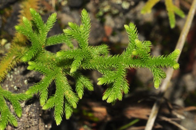 Cây thông đất: Dược liệu cổ truyền giúp cải thiện chứng sa sút trí tuệ Cây thông đất: Dược liệu cổ truyền giúp cải thiện chứng sa sút trí tuệ