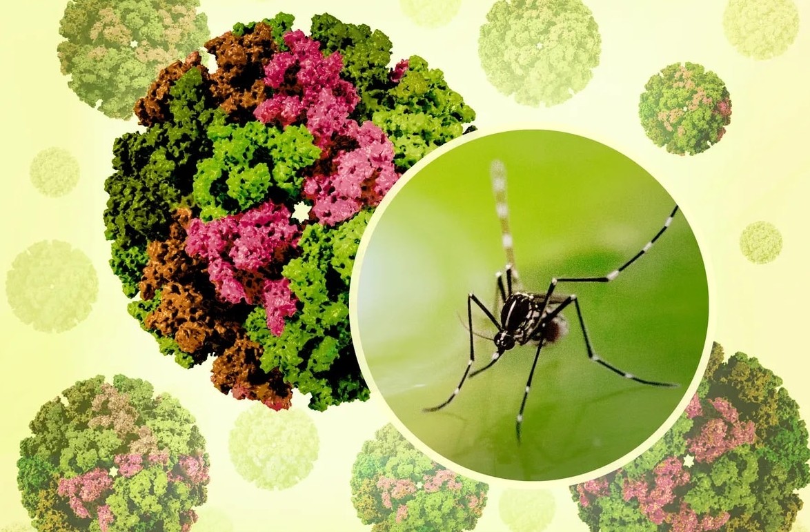 Bệnh Chikungunya có thể ảnh hưởng tới 5,6 tỷ người trên toàn cầu