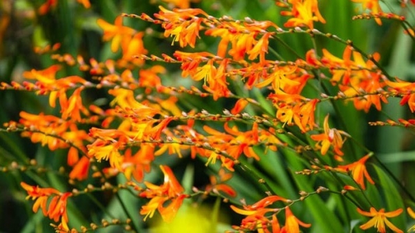 Dự báo thời tiết ngày 14/8/2025: Bắc Bộ có mưa rào và dông rải rác