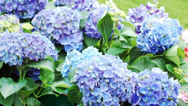 Dự báo thời tiết ngày 15/8/2025: Mưa rào và dông rải rác