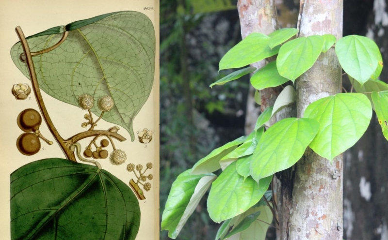 Cây vàng đắng: Vị thuốc quý trong y học cổ truyền và hiện đại