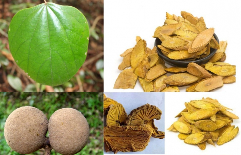 Cây vàng đắng: Vị thuốc quý trong y học cổ truyền và hiện đại