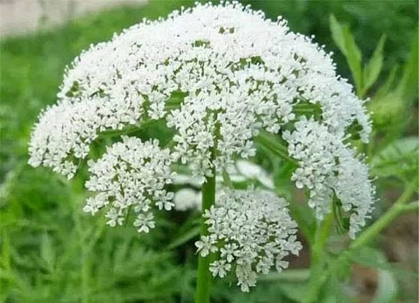 Xà sàng: Vị thuốc quý trong y học cổ truyền