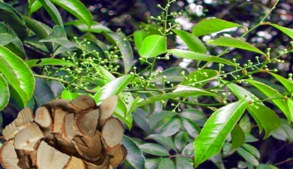 Cây xạ vàng: Dược liệu quý với nhiều tác dụng chữa bệnh