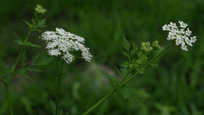 Xà sàng: Vị thuốc quý trong y học cổ truyền