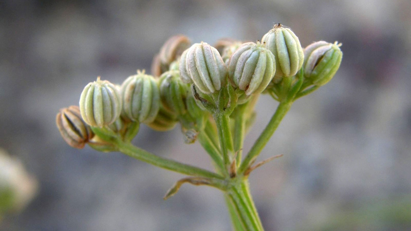 Xà sàng: Vị thuốc quý trong y học cổ truyền