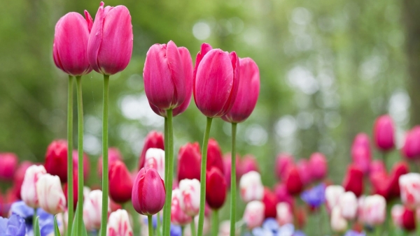 Dự báo thời tiết ngày 16/8/2025: Mưa rào và rải rác có dông