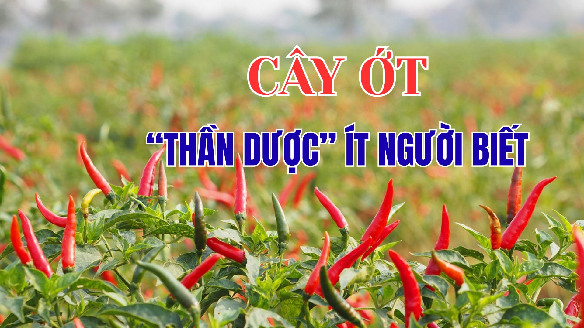 [E-Magazine] Cây ớt - “Thần dược” ít người biết