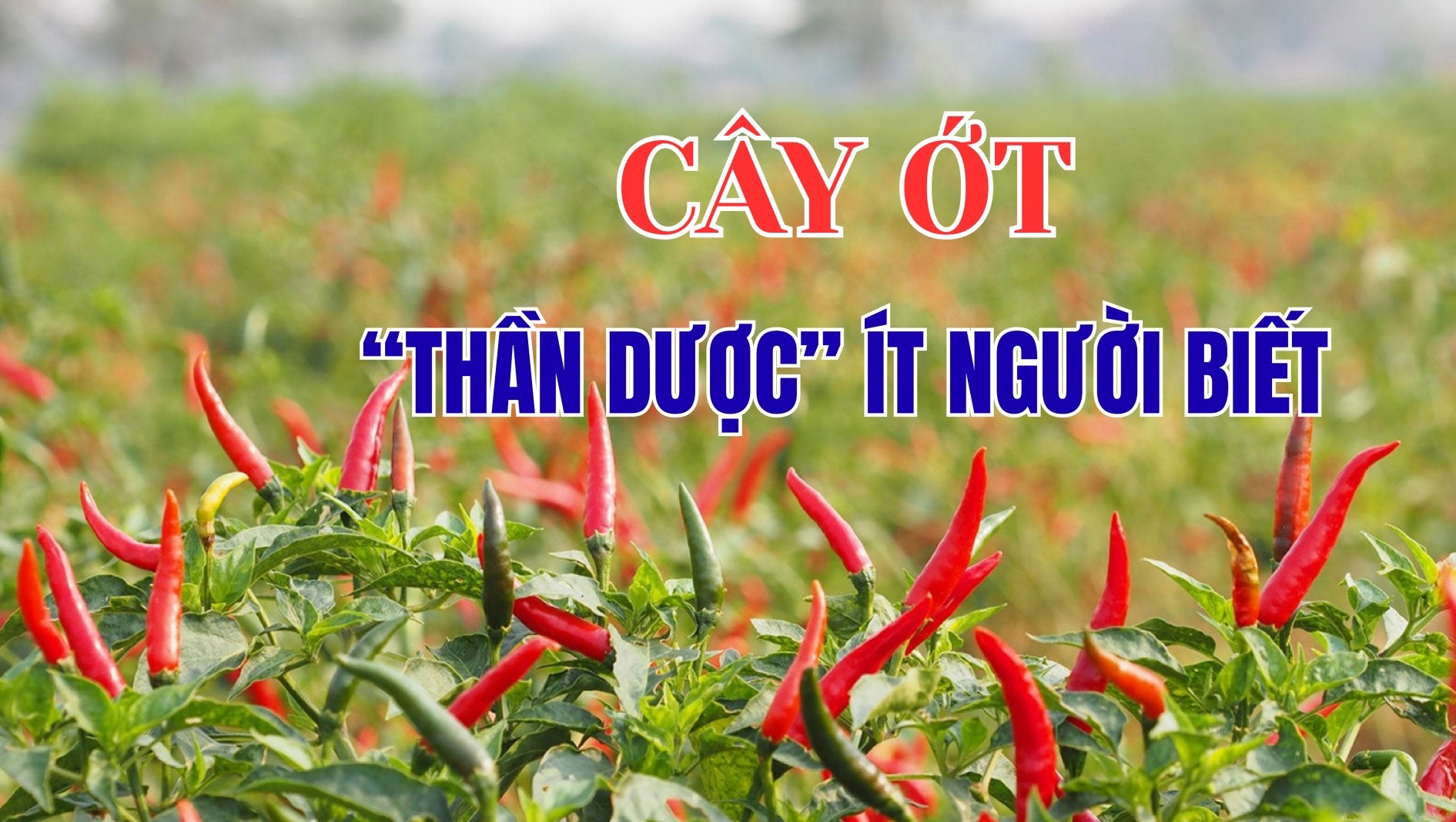 [E-Magazine] Cây ớt - “Thần dược” ít người biết