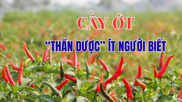 [E-Magazine] Cây ớt - “Thần dược” ít người biết