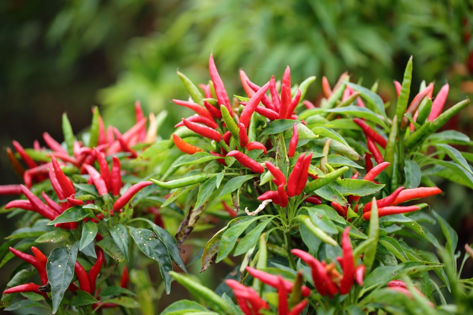 [E-Magazine] Cây ớt - “Thần dược” ít người biết