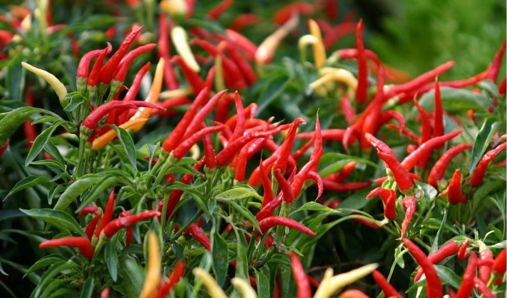 [E-Magazine] Cây ớt - “Thần dược” ít người biết