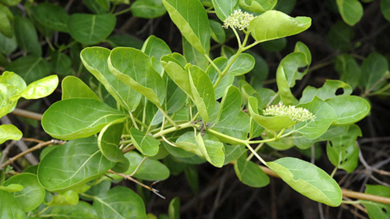 Cây vọng cách: Loài rau bảo vệ gan và những công dụng tuyệt vời trong y học