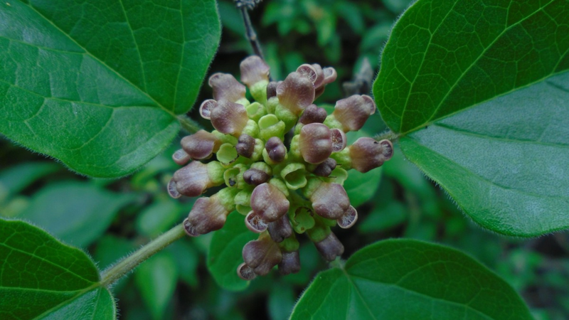 Cây vọng cách: Loài rau bảo vệ gan và những công dụng tuyệt vời trong y học