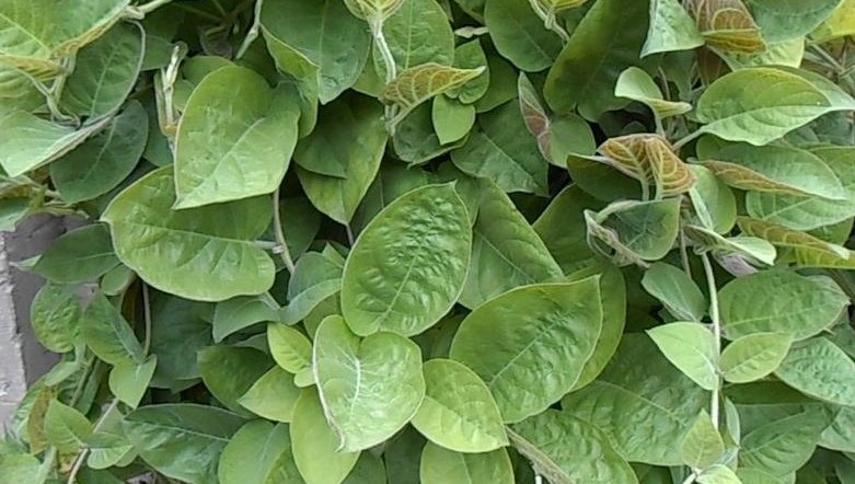 Những tác dụng lá mơ lông đối với sức khỏe