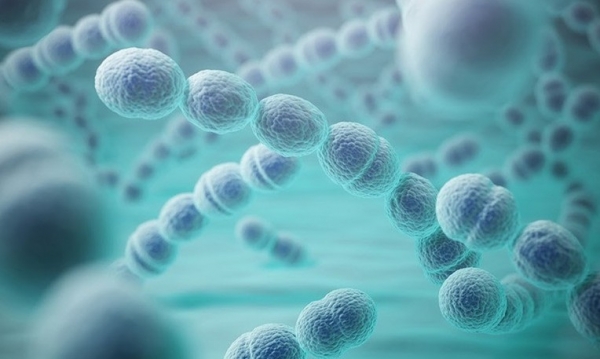 Tăng cường phòng ngừa viêm phổi, viêm màng não do phế cầu khuẩn gây ra