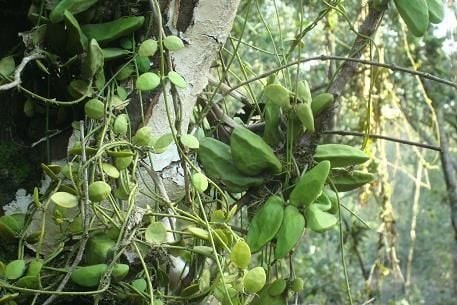 Cây Tai chuột: Dược liệu kháng viêm từ thiên nhiên