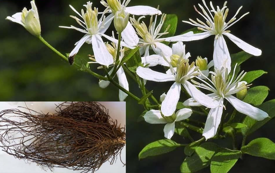 Uy linh tiên: Vị thuốc quý trong điều trị bệnh xương khớp Uy linh tiên: Vị thuốc quý trong điều trị bệnh xương khớp