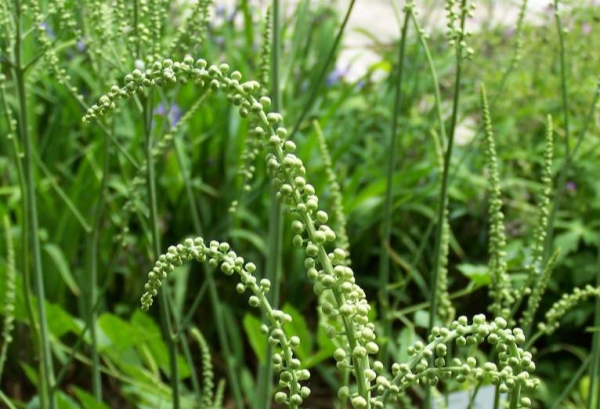 Thăng ma: Loài dược liệu có tác dụng giải độc thấu chẩn, thăng dương