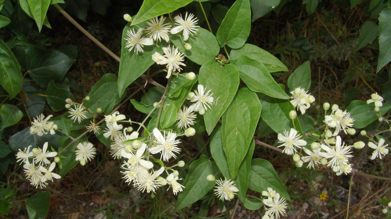 Uy linh tiên: Vị thuốc quý trong điều trị bệnh xương khớp