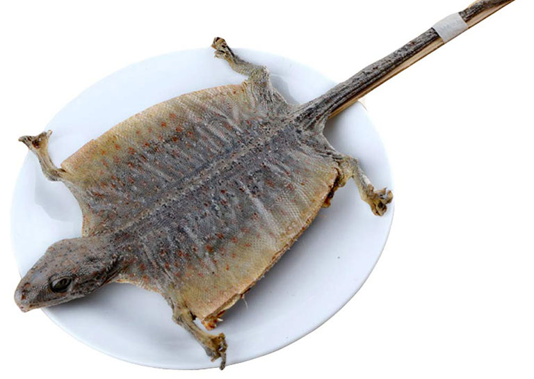 Cáp giới (tắc kè): Vị thuốc quý trong y học cổ truyền Cáp giới (tắc kè): Vị thuốc quý trong y học cổ truyền