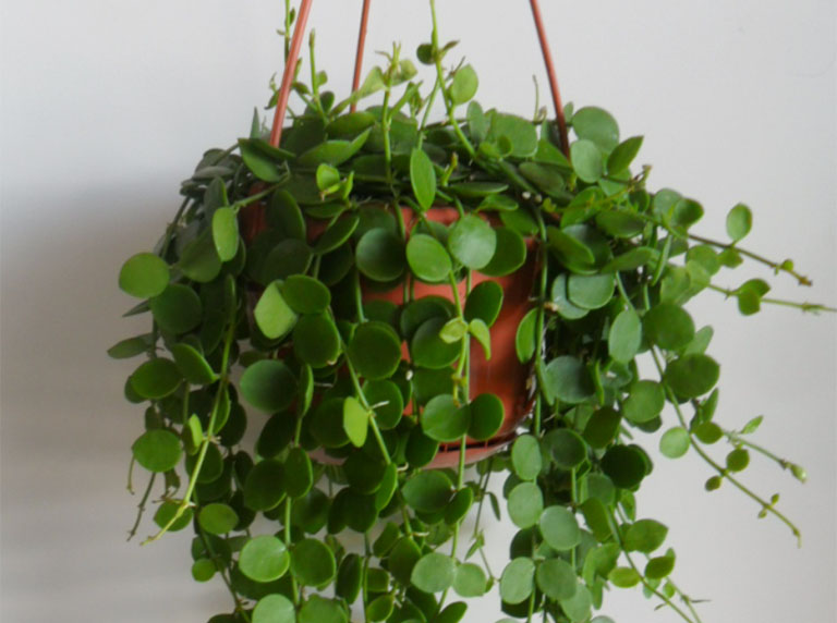 Cây Tai chuột: Dược liệu kháng viêm từ thiên nhiên