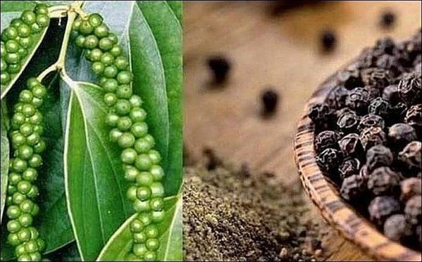Hạt tiêu – “Vua gia vị” với những lợi ích tuyệt vời cho sức khỏe